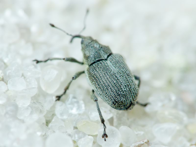 Ceutorhynchus obstrictus (complex)